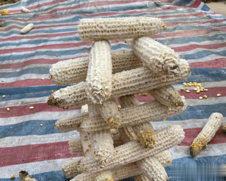 玉米芯不只是柴火，这4大神奇用途你掌握了吗？农民朋友们千万别错过！