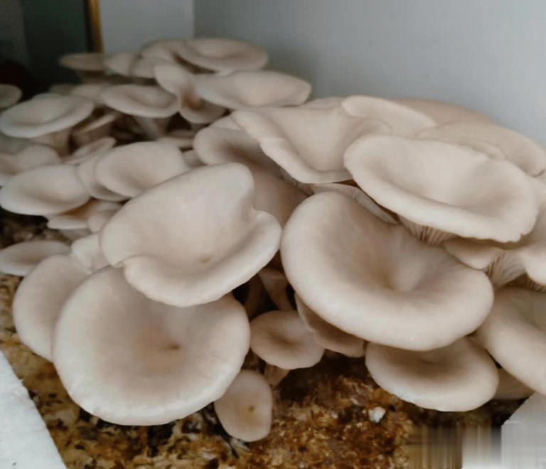用来烧柴火的玉米芯，有4大作用，价值极高，农民朋友要了解！