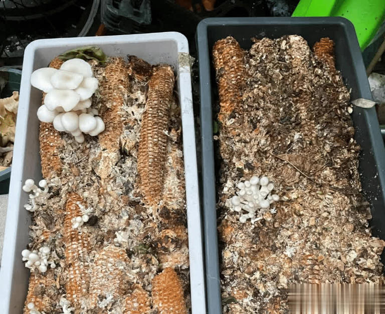 用来烧柴火的玉米芯，有4大作用，价值极高，农民朋友要了解！