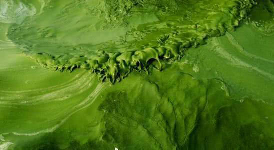 植物是如何登陆陆地的，它们是如何把荒芜的星球变成“家园”的！