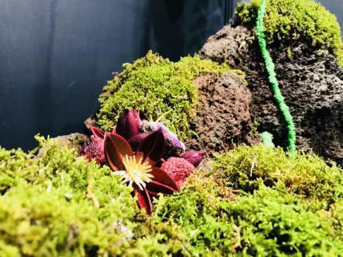 植物是如何登陆陆地的，它们是如何把荒芜的星球变成“家园”的！