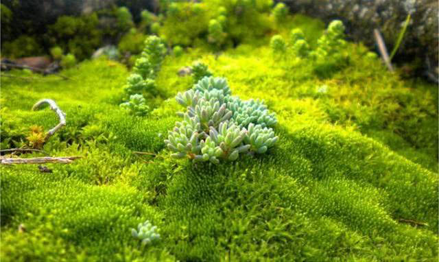 植物是如何登陆陆地的，它们是如何把荒芜的星球变成“家园”的！