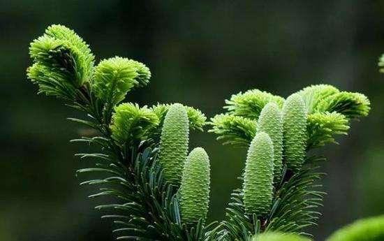 植物是如何登陆陆地的，它们是如何把荒芜的星球变成“家园”的！