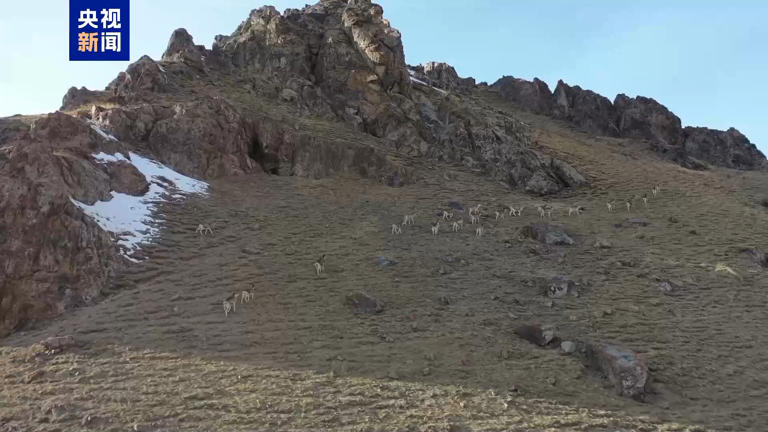 山区限定“风景” 盘羊家族🐐组团营业