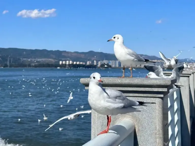 地理冷知识——滇池