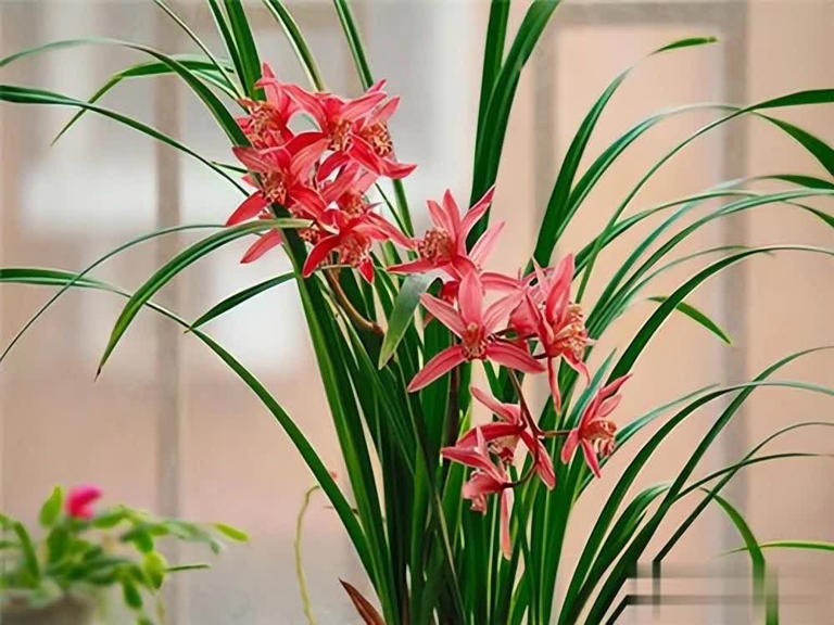 这株珍贵的“顶级”红兰，以颜值取胜，基本没任何缺点，好看好养
