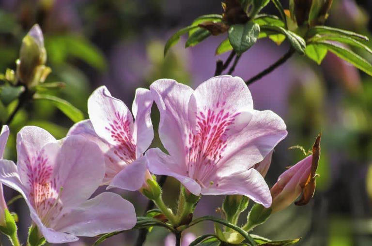 6种新手也能轻松种植的漂亮花卉，大水大肥促旺生长