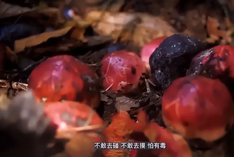曾以为已经绝迹！消失30年后又重现云南，至今不能人工繁殖