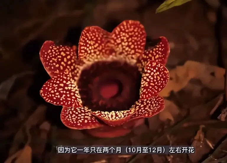 曾以为已经绝迹！消失30年后又重现云南，至今不能人工繁殖