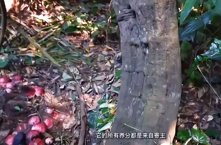 曾以为已经绝迹！消失30年后又重现云南，至今不能人工繁殖