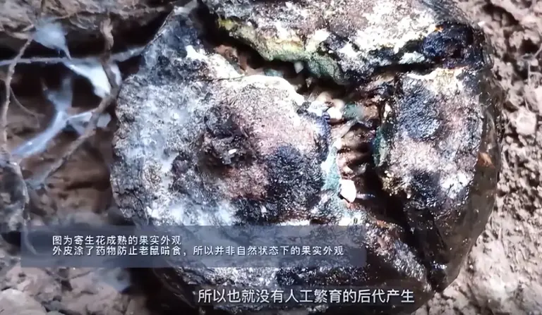 曾以为已经绝迹！消失30年后又重现云南，至今不能人工繁殖
