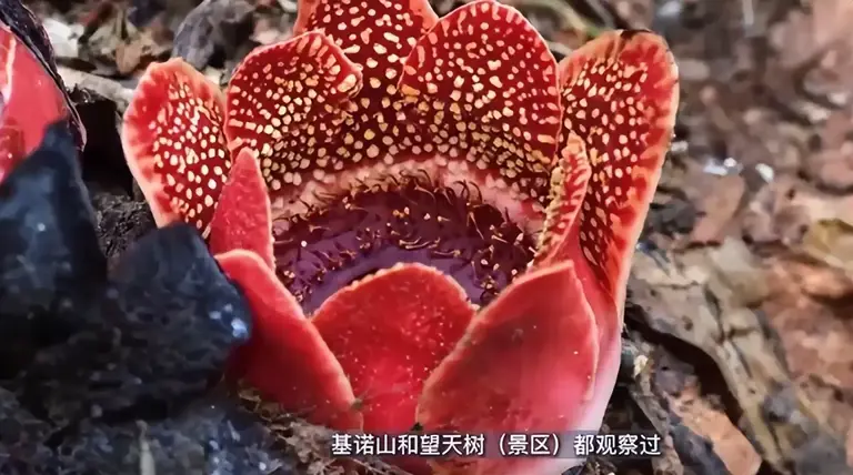 曾以为已经绝迹！消失30年后又重现云南，至今不能人工繁殖