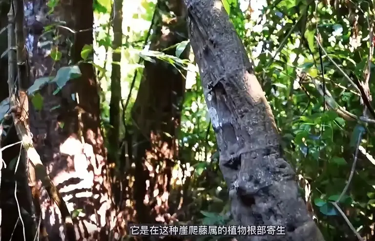 曾以为已经绝迹！消失30年后又重现云南，至今不能人工繁殖