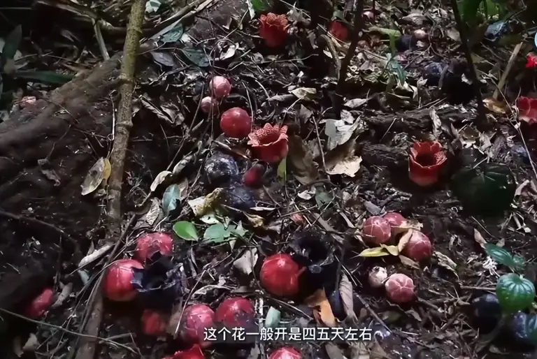 曾以为已经绝迹！消失30年后又重现云南，至今不能人工繁殖