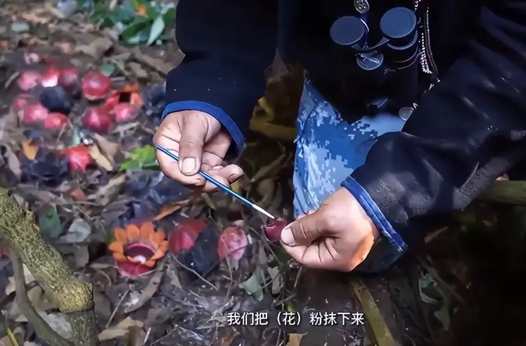 曾以为已经绝迹！消失30年后又重现云南，至今不能人工繁殖