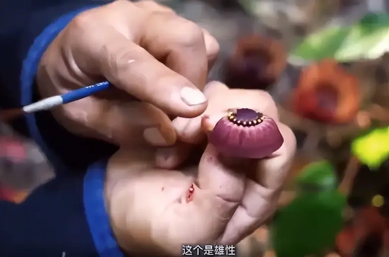 曾以为已经绝迹！消失30年后又重现云南，至今不能人工繁殖