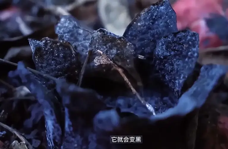 曾以为已经绝迹！消失30年后又重现云南，至今不能人工繁殖