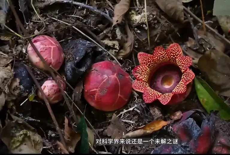 曾以为已经绝迹！消失30年后又重现云南，至今不能人工繁殖