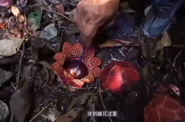 曾以为已经绝迹！消失30年后又重现云南，至今不能人工繁殖