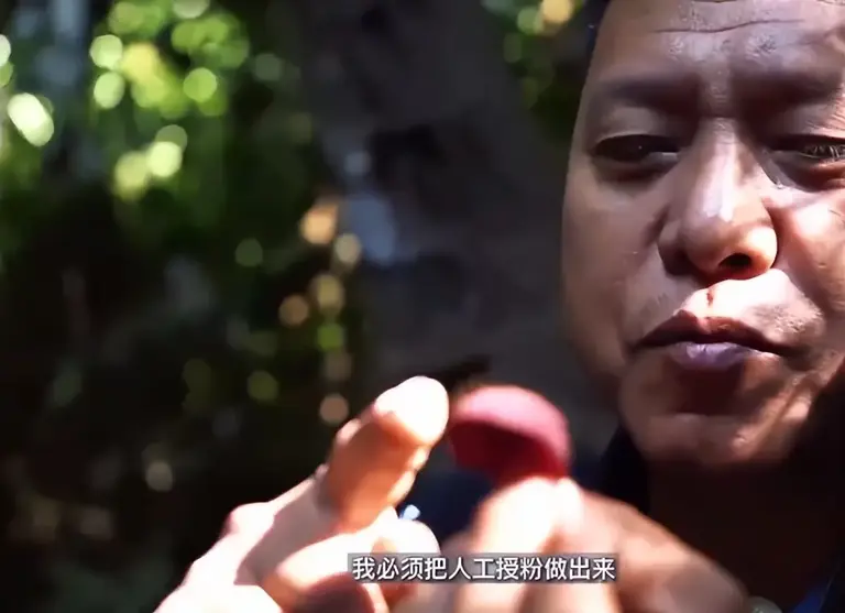 曾以为已经绝迹！消失30年后又重现云南，至今不能人工繁殖