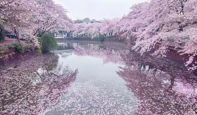 适合2-5月“赏花”的十个最美旅行地，争取一年去一个！