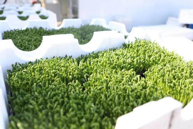 7天采收一茬，就是有点“费种子”！这款蔬菜成餐桌消费新宠