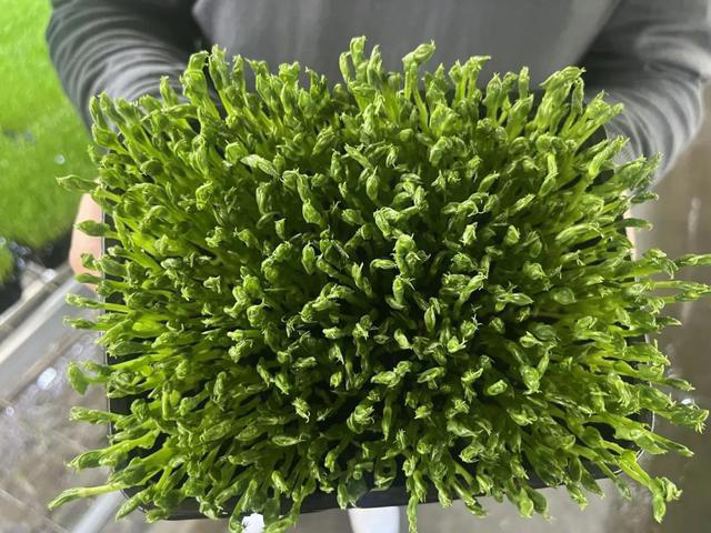 7天采收一茬，就是有点“费种子”！这款蔬菜成餐桌消费新宠