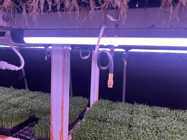 7天采收一茬，就是有点“费种子”！这款蔬菜成餐桌消费新宠