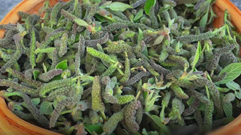 春天使劲吃它，一年只能吃一次，比荠菜营养，可惜很多人没吃过！