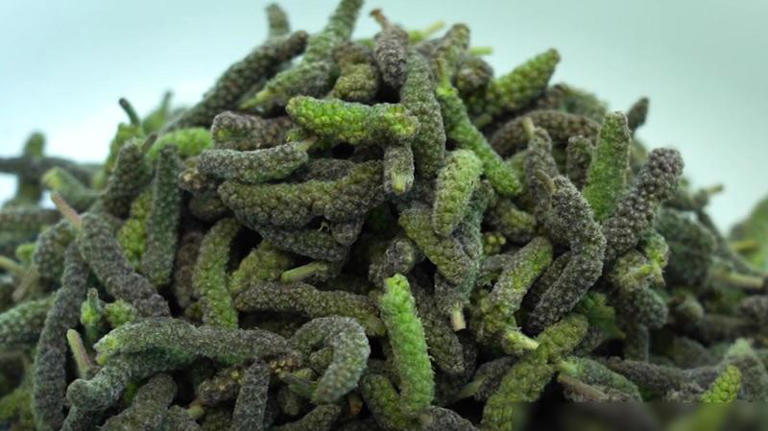 春天使劲吃它，一年只能吃一次，比荠菜营养，可惜很多人没吃过！