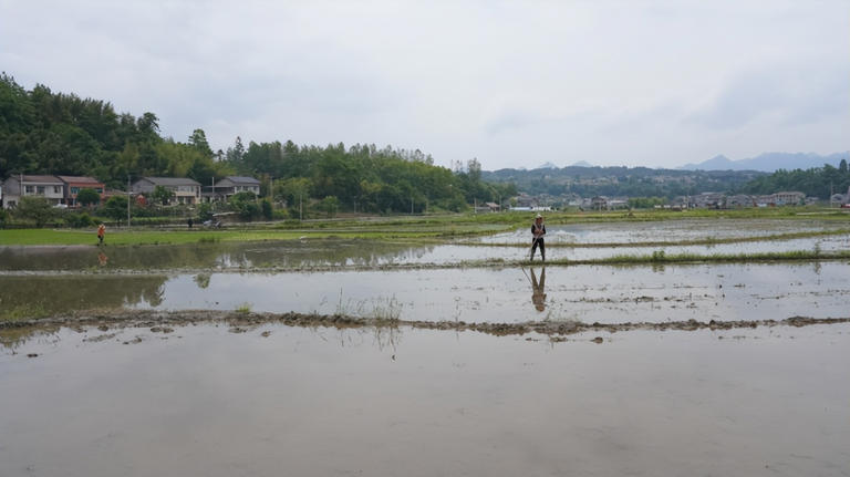 江西农村常见“天仙菜”雷雨后现身，如今卖2000一斤成稀罕物