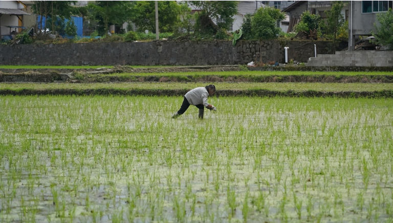 江西农村常见“天仙菜”雷雨后现身，如今卖2000一斤成稀罕物