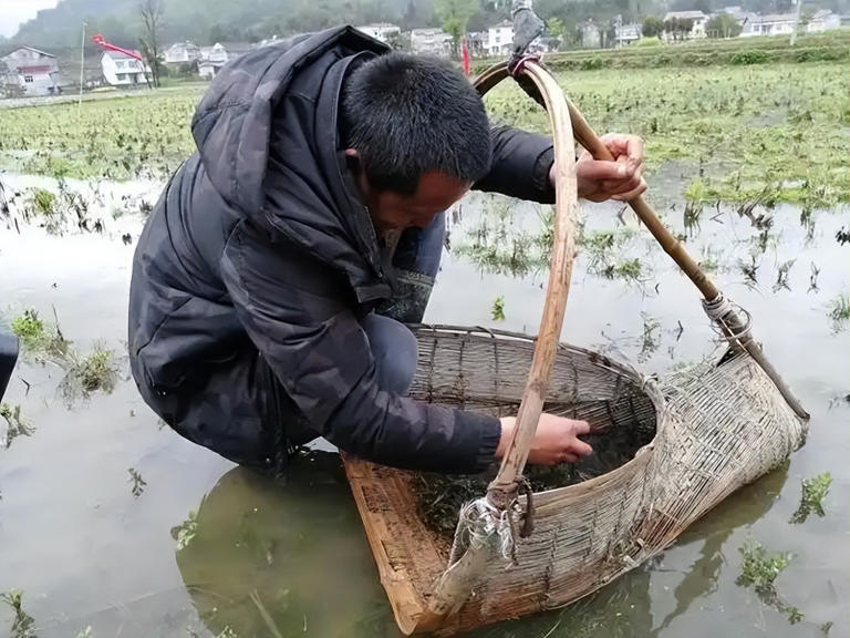 江西农村常见“天仙菜”雷雨后现身，如今卖2000一斤成稀罕物