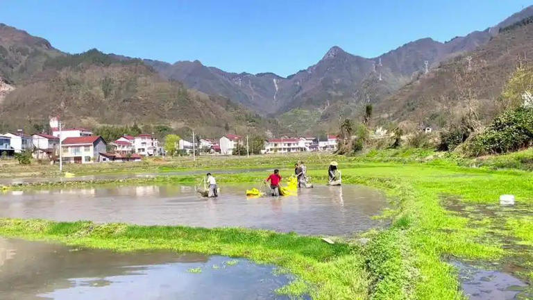 江西农村常见“天仙菜”雷雨后现身，如今卖2000一斤成稀罕物