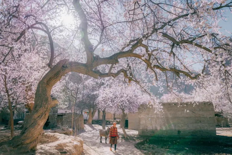 惊艳3月的旅行地榜单丨比京都浪漫，比苏杭温柔，这些地方藏着全国最盛大的春天！