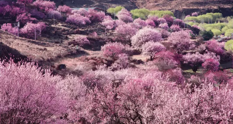 惊艳3月的旅行地榜单丨比京都浪漫，比苏杭温柔，这些地方藏着全国最盛大的春天！