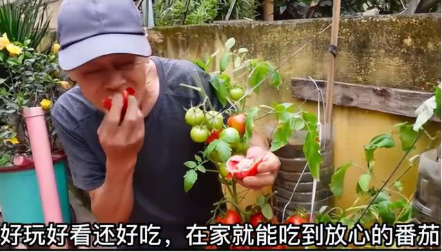 太有才！河南退休大爷“倒立”种番茄硕果累累创意十足
