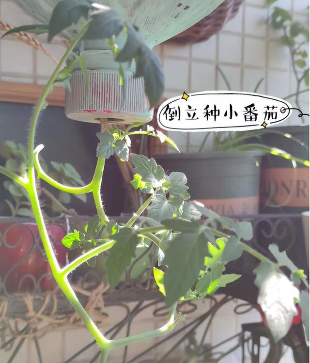 太有才！河南退休大爷“倒立”种番茄硕果累累创意十足