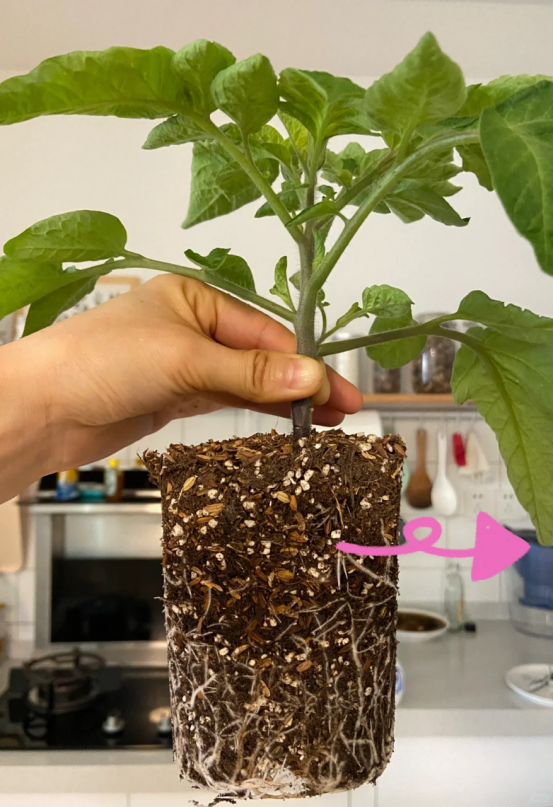 太有才！河南退休大爷“倒立”种番茄硕果累累创意十足