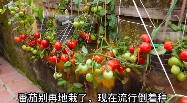 太有才！河南退休大爷“倒立”种番茄硕果累累创意十足