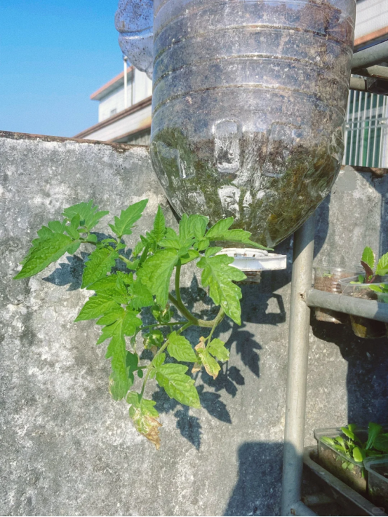 太有才！河南退休大爷“倒立”种番茄硕果累累创意十足