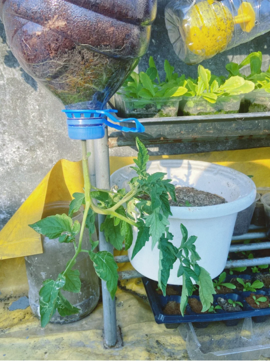 太有才！河南退休大爷“倒立”种番茄硕果累累创意十足