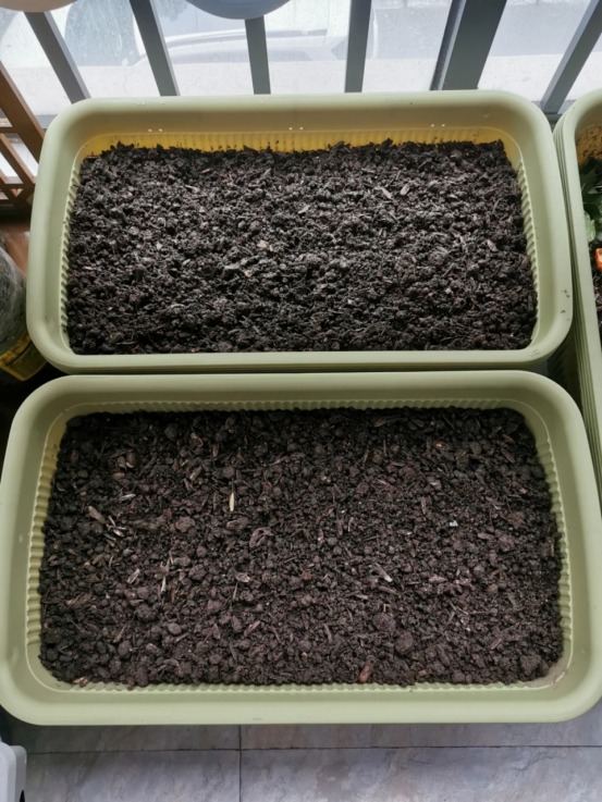 太有才！河南退休大爷“倒立”种番茄硕果累累创意十足