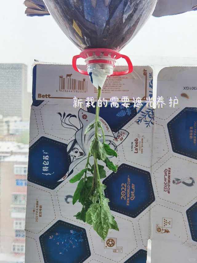 太有才！河南退休大爷“倒立”种番茄硕果累累创意十足