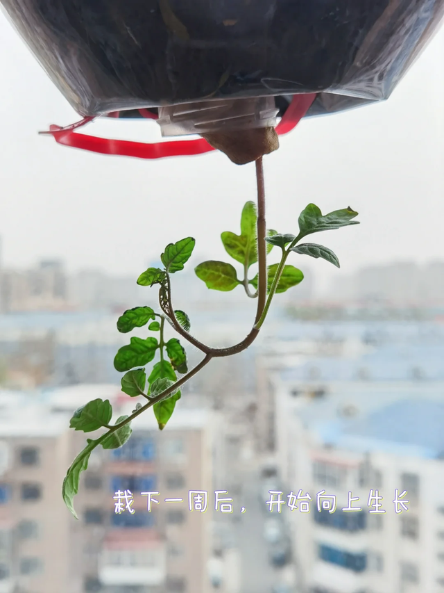 太有才！河南退休大爷“倒立”种番茄硕果累累创意十足