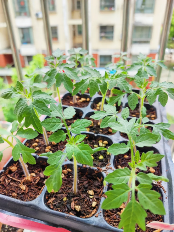 太有才！河南退休大爷“倒立”种番茄硕果累累创意十足