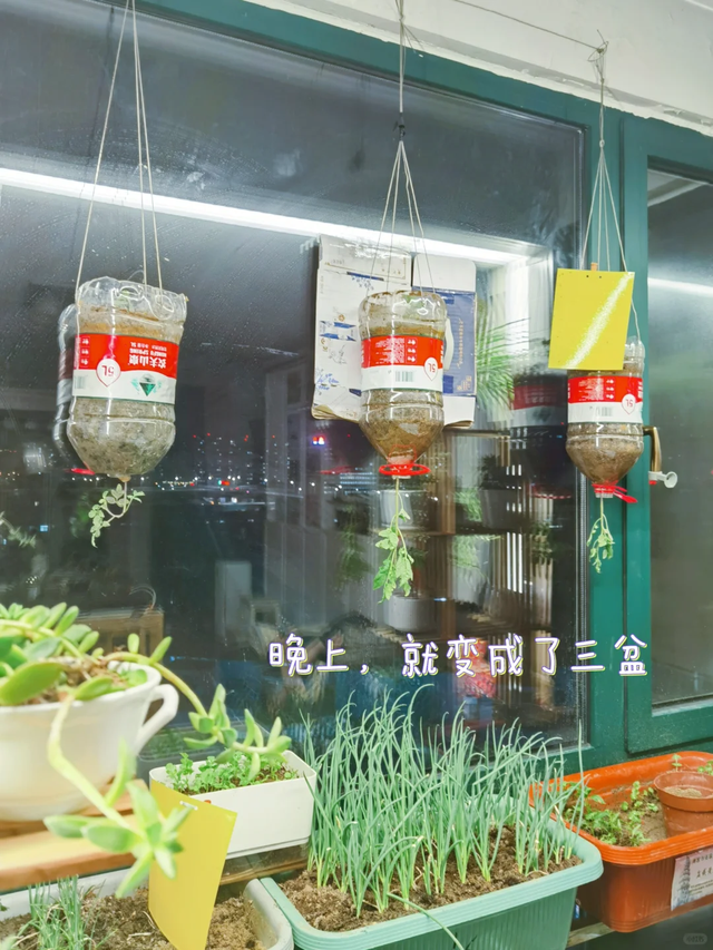 太有才！河南退休大爷“倒立”种番茄硕果累累创意十足