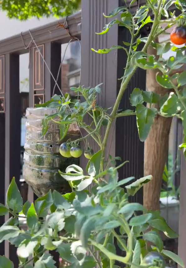 太有才！河南退休大爷“倒立”种番茄硕果累累创意十足