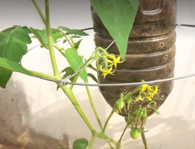 太有才！河南退休大爷“倒立”种番茄硕果累累创意十足