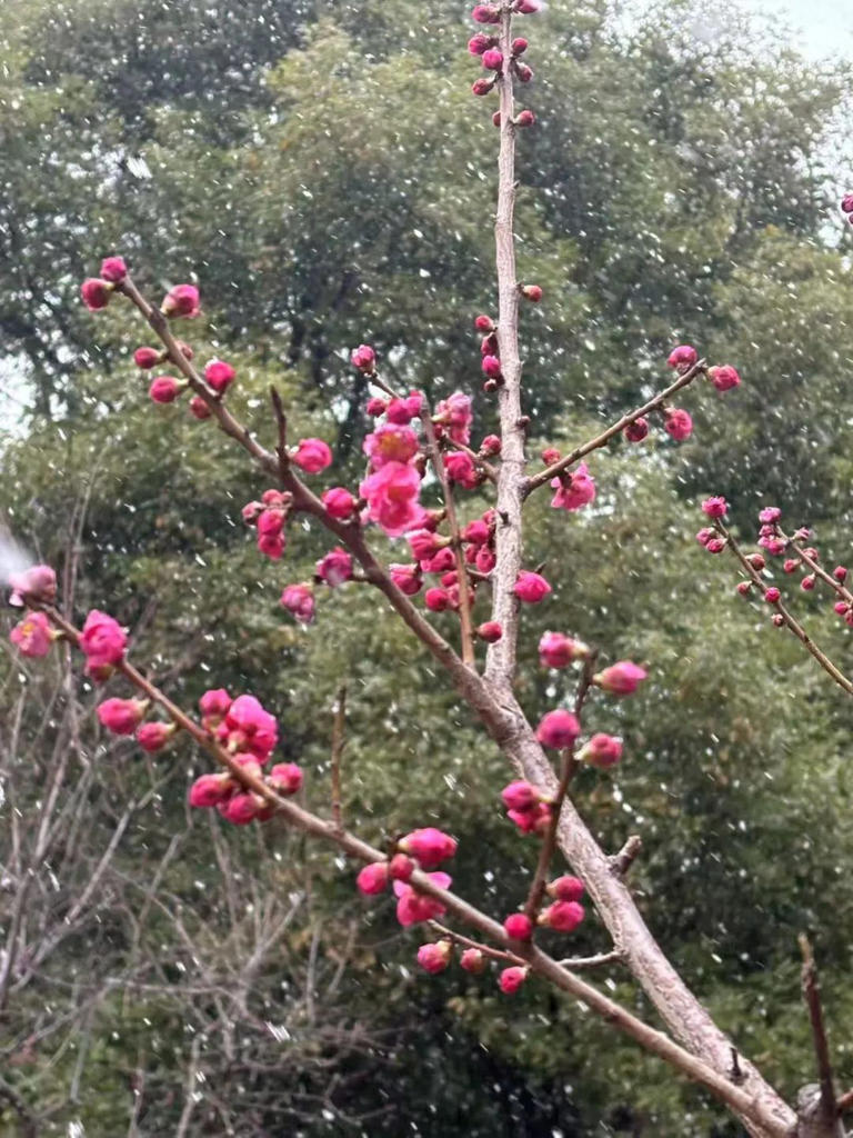花式反转！河南纯雪过后直冲18℃→